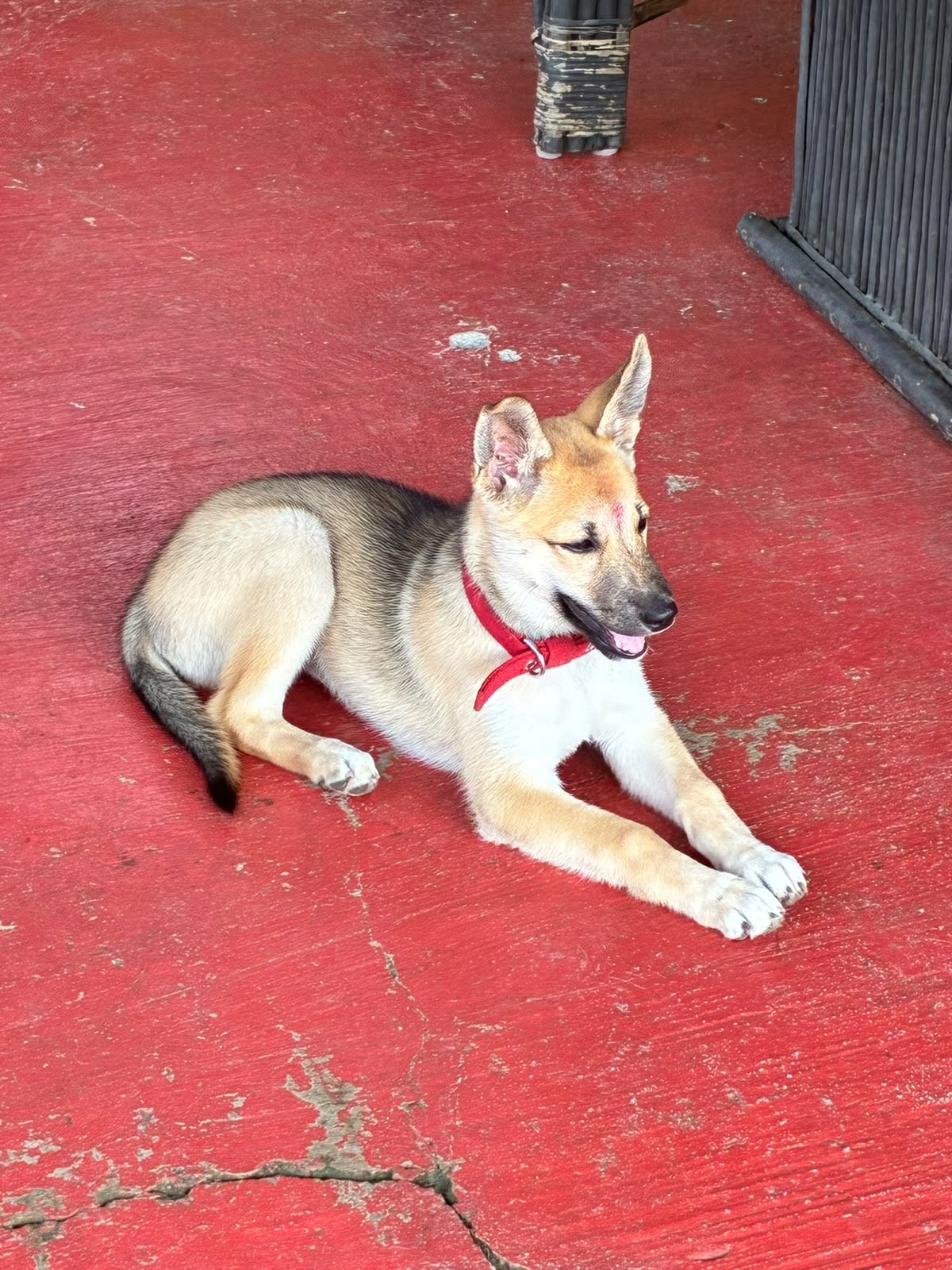 Doggy Daycare
